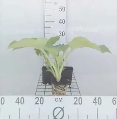 6x Hartlelie - Hosta hybr. 'Blue Angel' | 9x9 cm pot