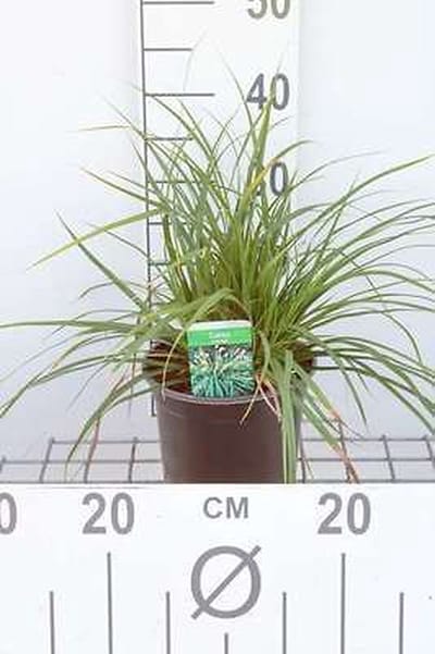 Japanse Zegge - Carex morrowii | 3 liter pot