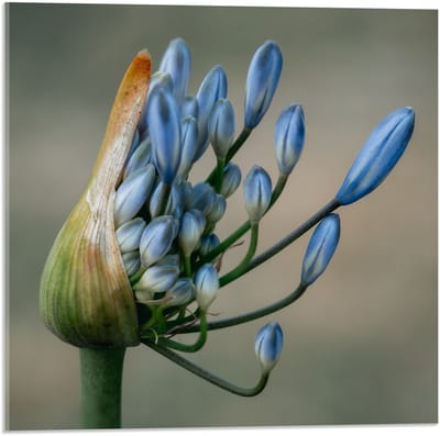 Acrylglas - Groeiende Blauwe Bloemen - 50x50cm Foto op Acrylglas (Wanddecoratie op Acrylglas)