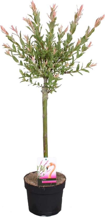 Bloomique - Salix Integra Flamingo - Bonte Wilg - Tuinplanten - Winterhard - Hoogte 60-80 cm - Pot 17 cm