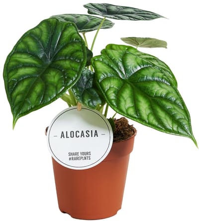 JUNAVERA Alocasia Dragon Scale terrariumplant | 7 cm pot | 18 cm hoog