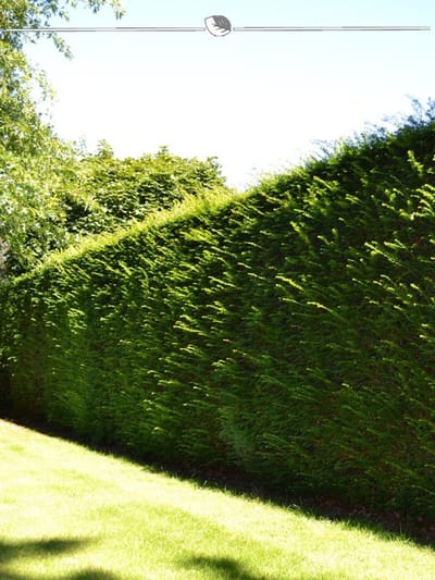 Laurier Prunus Caucasica 140-160 cm in Pot, 18x Haagplant