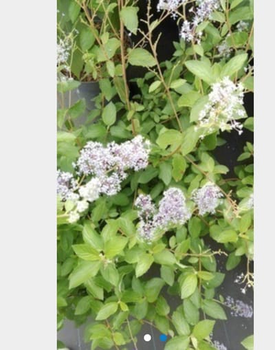 Ceanothus 'Gloire de Versailles' - Amerikaanse Sering, Sikkelbloem 40 - 50 cm in pot