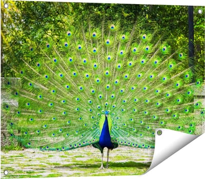 Gards Tuinposter Pauw met Grote Kleurrijke Veren - 80x60 cm - Tuindoek - Tuindecoratie - Wanddecoratie buiten - Tuinschilderij