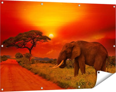 Gards Tuinposter Olifant in het Wild tijdens Zonsondergang - 120x80 cm - Tuindoek - Tuindecoratie - Wanddecoratie buiten - Tuinschilderij