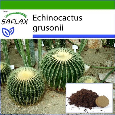 SAFLAX - Vatcactus / Schoonmoeder Zetel - 40 zaden - Met potsubstraat voor betere teelt - Echinocactus grusonii