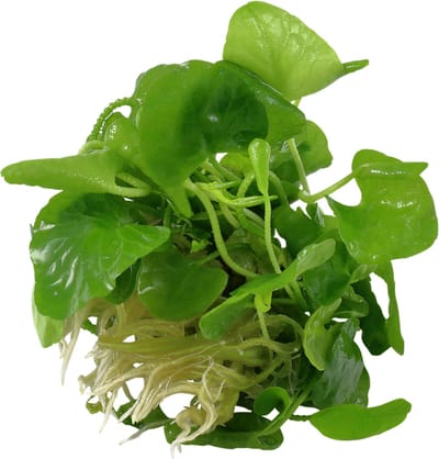 Moerings Nymphoides Taiwan | In 100CC vitro cup