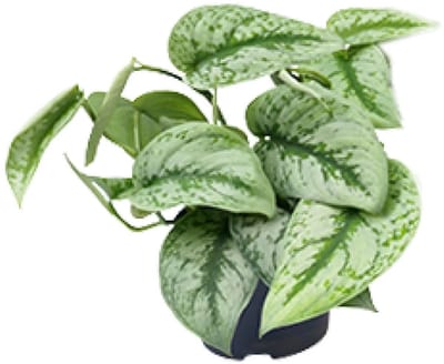 JUNAVERA Scindapsus Pictus Trebie | zilverbonte terrarium- en kamerplant | 12 cm pot | 25 cm hoog