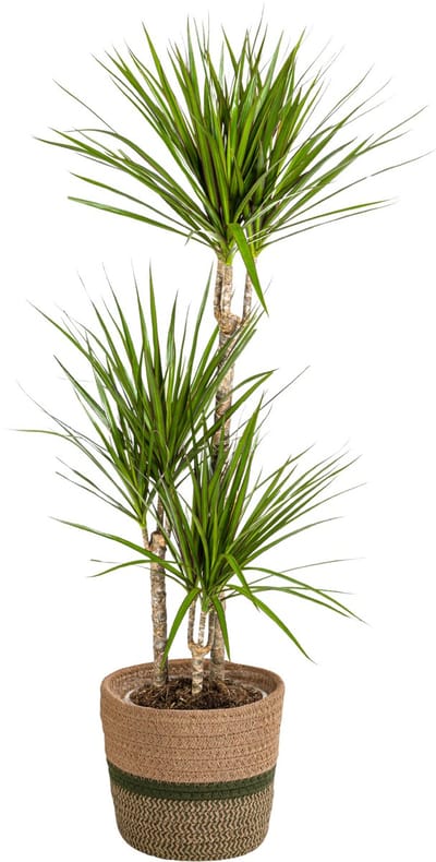 Plantenboetiek.nl | Dracaena Marginata 'Green' met mand - Ø21cm - 110-130cm hoog - Kamerplant - Groenblijvend