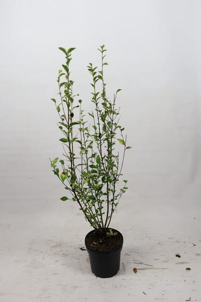 Bonte liguster 100-125 cm (in pot) - Ligustrum oval. 'Aureum' - Ø26 cm - decoratief - witte bloemen in de zomer - makkelijk te snoeien
