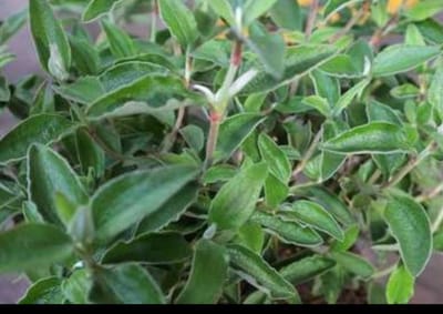 Cistus hybr. 'Silver Pink' - Cistusroos Of Rotsroos 20- 25 cm in pot