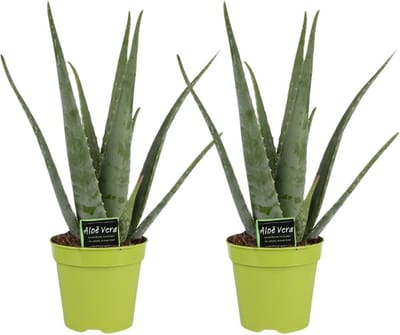 Aloe Vera Planten Set 2 Stuks -45cm -Ø12 Groene Kamerplant Perfecte Groene Metgezel