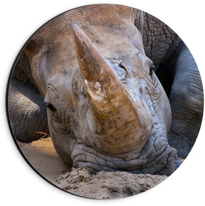 Dibond Wandcirkel - Hoofd van Liggende Neushoorn  - 20x20cm Foto op Aluminium Wandcirkel (met ophangsysteem)