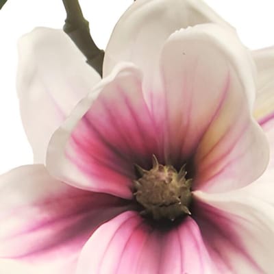 Erutan avon - Magnolia Japanese garden white burgundy 51 cm