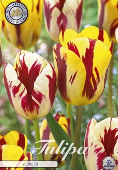 Vermeer Garden Tulpenbollen 10 stuks bolmaat 12+