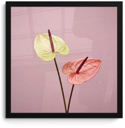 Poster in lijst - Fotolijst 40x40 cm - Posters - Bloemen - Anthuriums - Geel - Roze - Posterlijst zwart - Decoratie - Wanddecoratie woonkamer - Muurdecoratie slaapkamer