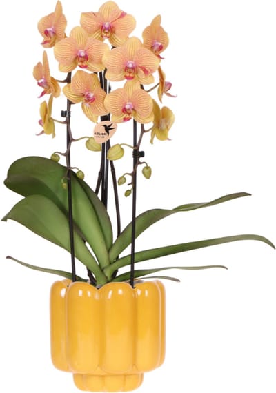 Kolibri Orchids | Sunny Bunny orchidee geel/roze + Retro oker sierpot – potmaat Ø12cm | bloeiende kamerplant – vers van de kweker