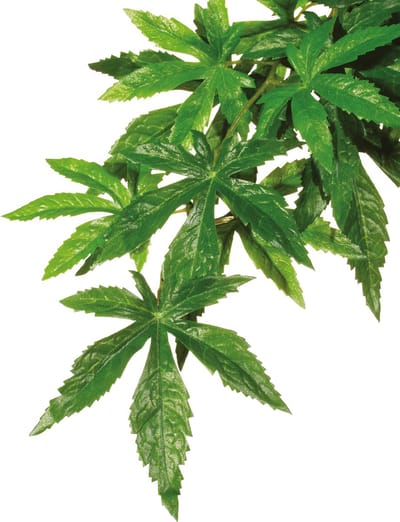 Exo Terra - Kunstplanten - Reptielen - Abutilon M - 17,5x3x60,5cm - 1st