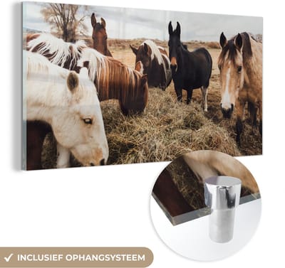 MuchoWow® Glasschilderij 40x20 cm - Schilderij acrylglas - Dieren - Paard - Paarden - Foto op glas - Schilderijen