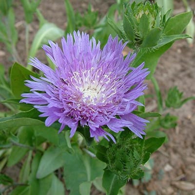 6 x Stokesia Laevis - Stokkruid pot 9x9cm
