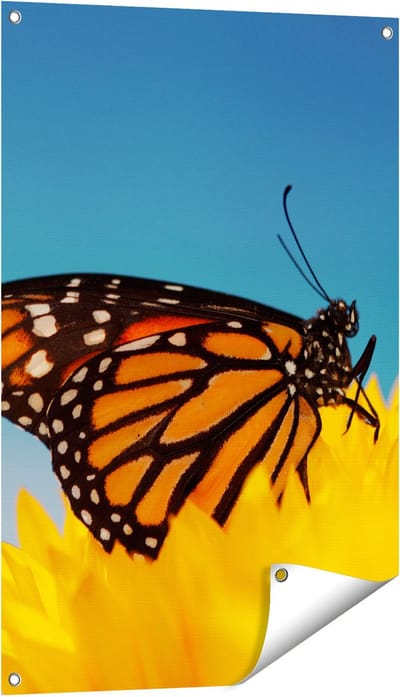 Gards Tuinposter Oranje Vlinder bij een Zonnebloem - 60x90 cm - Tuindoek - Tuindecoratie - Wanddecoratie buiten - Tuinschilderij