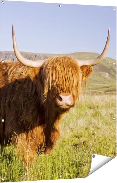 Gards Tuinposter Schotse Hooglander Koe - Kleur - 90x120 cm - Tuindoek - Tuindecoratie - Wanddecoratie buiten - Tuinschilderij