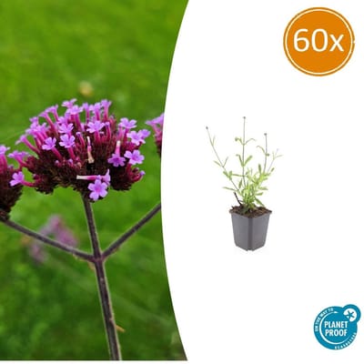 Tuinplantenshop.com | Verbena bon. 'Lollipop' | 60 stuks - Ø9cm - 10-25cm hoog - Tuinplant