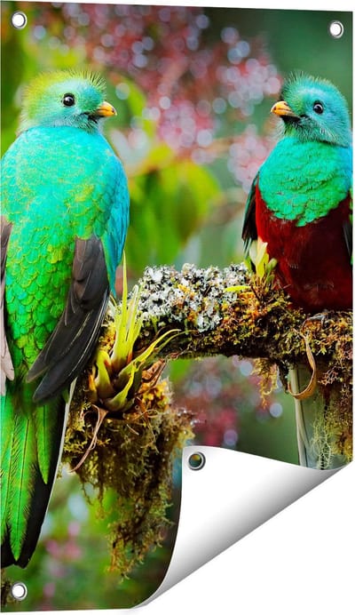 Gards Tuinposter Twee Groene Quetzal Vogels op een Tak - 40x60 cm - Tuindoek - Tuindecoratie - Wanddecoratie buiten - Tuinschilderij