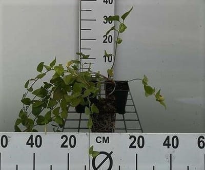 12x Grote Maagdenpalm - Vinca major | 9x9 cm pot