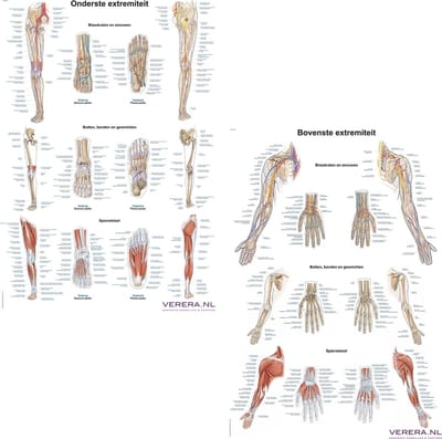 Anatomie posters bovenste en onderste extremiteit (Nederlands/Latijn, papier, 50x70 cm) + ophangsysteem