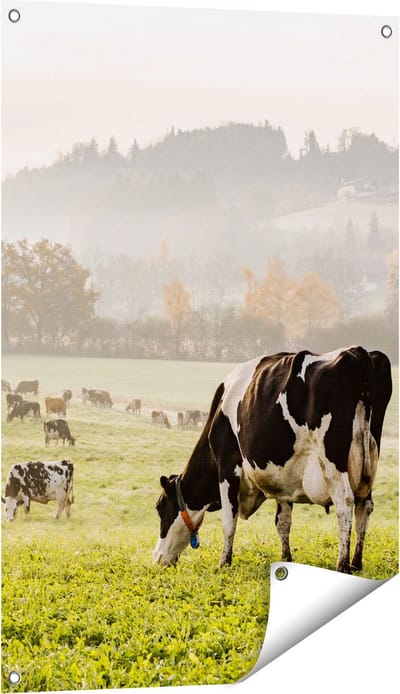 Gards Tuinposter Zwart Witte Koeien in de Wei - 60x90 cm - Tuindoek - Tuindecoratie - Wanddecoratie buiten - Tuinschilderij