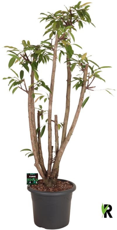 Ficus binnendijkii Amstel King vertakt 180 cm - Kamerplant - Potmaat Ø40 cm