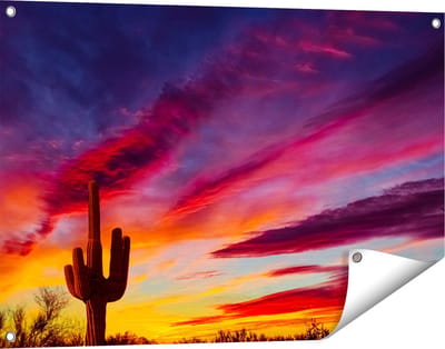 Gards Tuinposter Cactus bij Oranje Zonsondergang - 90x60 cm - Tuindoek - Tuindecoratie - Wanddecoratie buiten - Tuinschilderij