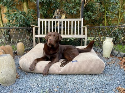 Dog's Companion Hondenkussen / Hondenbed - XS - 55 x 45 cm - Lever double Ribcord