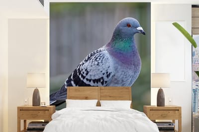Behang - Fotobehang Duif - Vogel - Paars - Veren - Breedte 190 cm x hoogte 260 cm