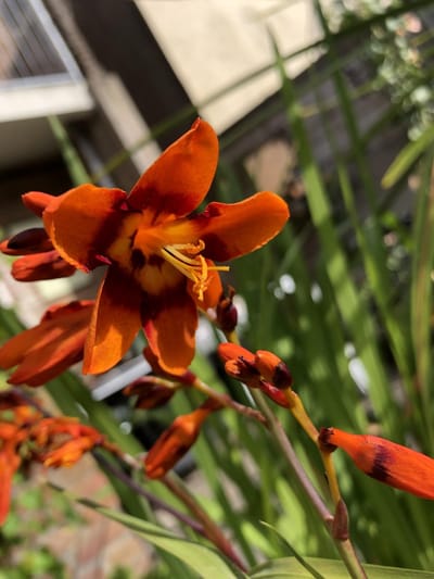 6 x Crocosmia 'Emily McKenzie' - Montbretia - P9 Pot (9 x 9cm) - Dima Vaste Planten