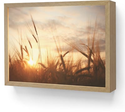 Wandlamp 40x30 cm - Oplaadbaar - Riet - Gras - Zonsondergang - Natuur - Horizon - Wandlampen binnen woonkamer - Slaapkamer lamp - Decoratieve nachtlamp - Vloerlamp draadloos