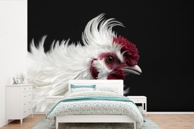 Behang - Fotobehang Kip - Vogel - Zwart - Breedte 360 cm x hoogte 240 cm
