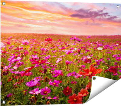 Gards Tuinposter Kleurrijke Kosmos Bloemenveld - 80x60 cm - Tuindoek - Tuindecoratie - Wanddecoratie buiten - Tuinschilderij