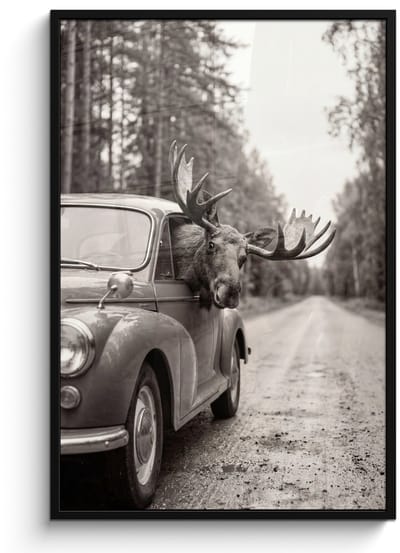 Poster in lijst - Fotolijst 80x120 cm - Posters - Eland - Auto - Gewei - Zwart - Wit - Posterlijst zwart - Decoratie - Wanddecoratie woonkamer - Muurdecoratie slaapkamer