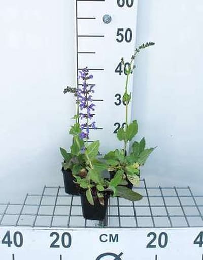 6x Veldsalie - Salvia pratensis | 9x9 cm pot