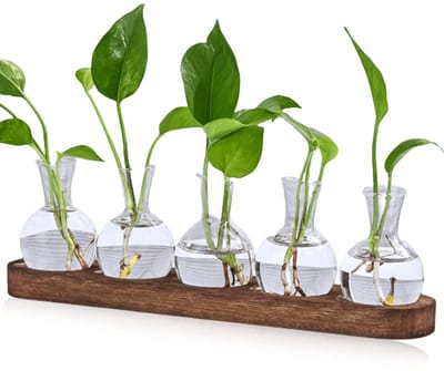 Dailygoods- Propagatiestation 5 Glazen Vazen - Houten Dienblad - Terrarium voor Planten - Hydrocultuur Vazen - Decoratie voor Bloemen - Mini Vazen voor Stekken - Plantenvaas
