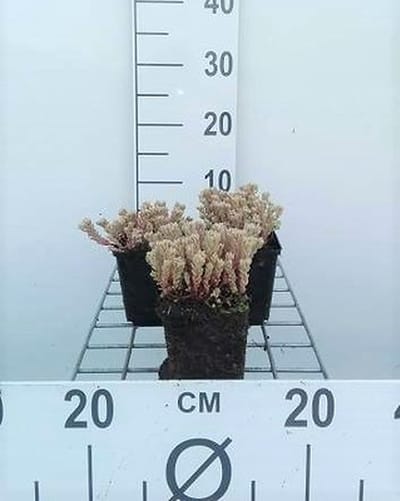 6x Sedum lydium