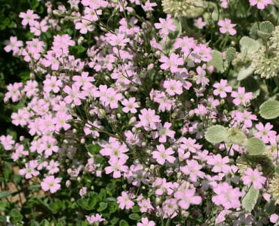 Roze kruipgipskruid (Gypsophila repens Rosea) - - Kruipend gipskruid - Vaste planten - Bijen-Vlinders - Snijbloemen