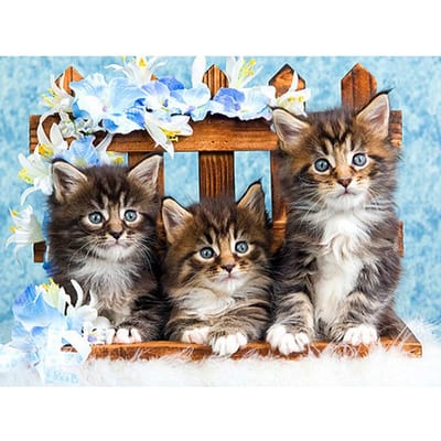 Diamant schilderij met ronde stenen Dieren Foto's met strass Nieuwe diamant borduurwerk Cat 20X30CM black