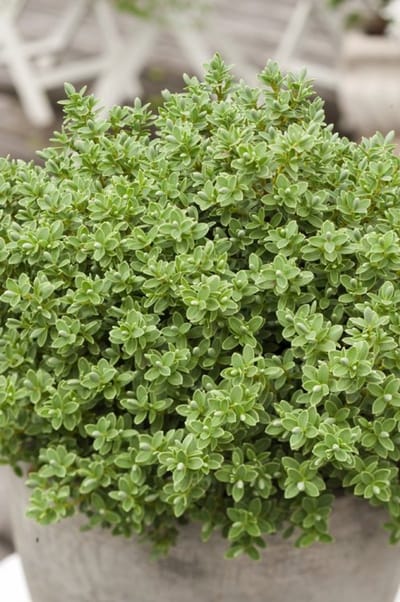 Arbustes de haie - Un ensemble 1 - Hebe pinguifolia 'Sutherlandii' - (2L)