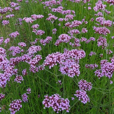 12 x Verbena bonariensis Lila - Tuinplanten Winterhard - IJzerhard in 9x9cm pot met hoogte 5-10cm