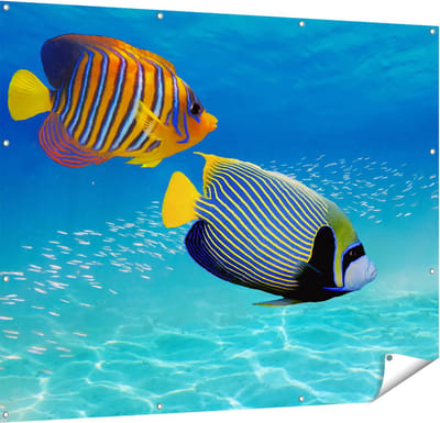 Gards Tuinposter Twee Tropische Vissen in de Rode Zee - 150x120 cm - Tuindoek - Tuindecoratie - Wanddecoratie buiten - Tuinschilderij