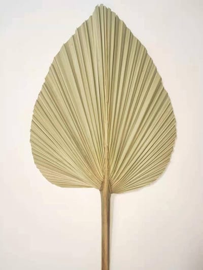 Famanu – Gedroogde palmbladeren set van 4 stuks, natuurlijke waaierbladeren, decoratie voor wand, bruiloft, tafeldecoratie, interieur