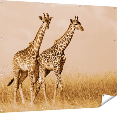 Gards Tuinposter Twee Giraffes in het Veld - 150x120 cm - Tuindoek - Tuindecoratie - Wanddecoratie buiten - Tuinschilderij